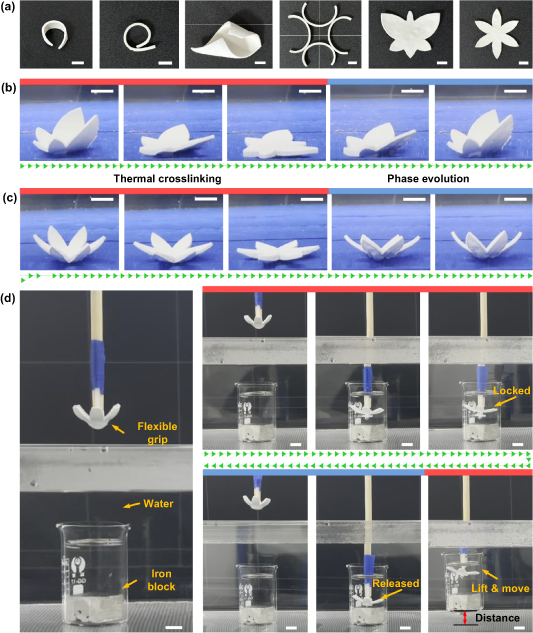 Hydrogel-shape memory polymer synergistic effect enabled 4D-printed ...