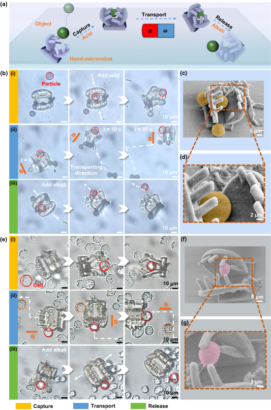 Evocortex Multi-material and multi-module freestanding microrobot for cargo ...