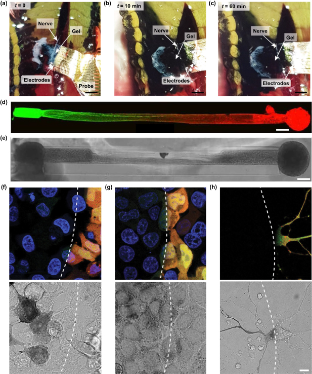 Extreme manufacturing of minimally invasive intracortical neural ...