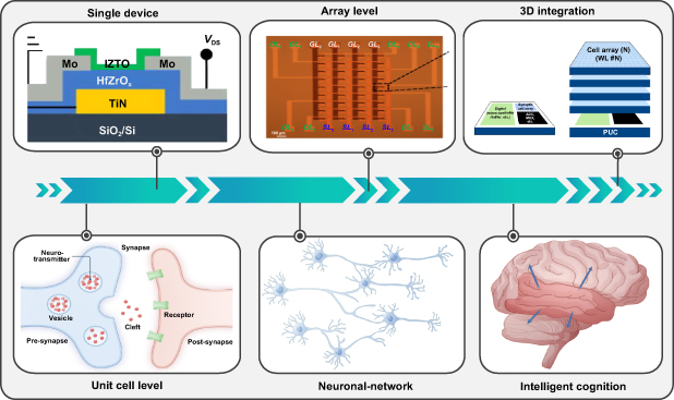 Toward high-layer 3D hafnia ferroelectric stacks for neuromorphic ...