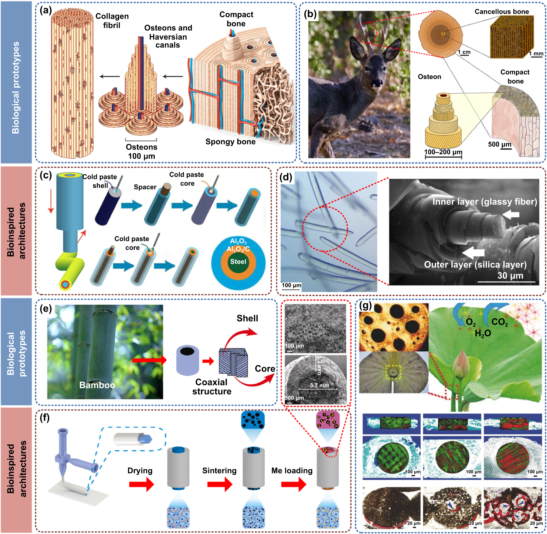 Research progress on bio-inspired composite structures based on ceramic ...