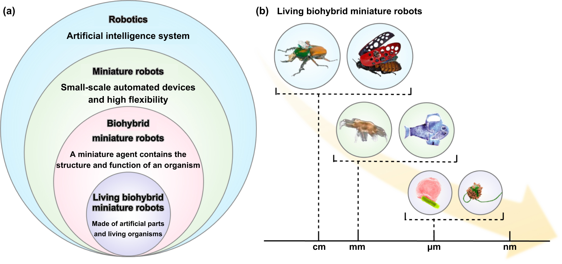 Biohybrid miniature robots using living organisms - IOPscience