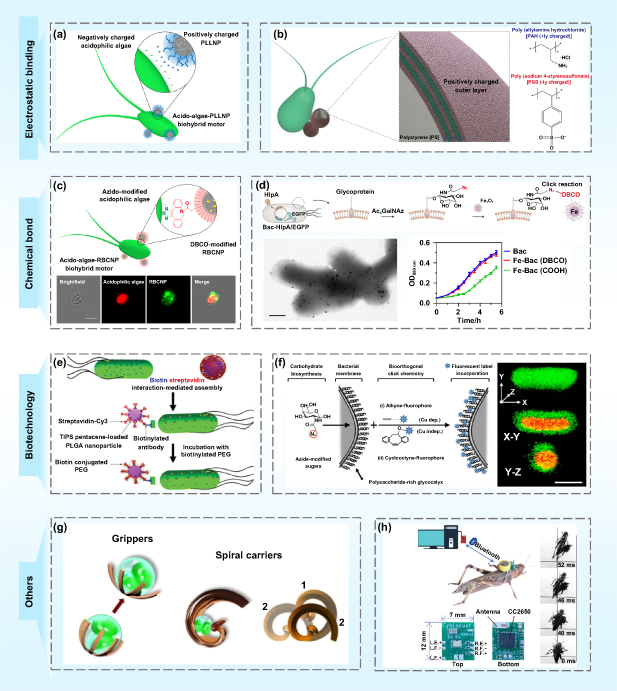 Biohybrid miniature robots using living organisms - IOPscience