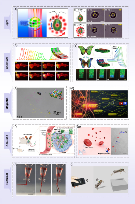 Biohybrid miniature robots using living organisms - IOPscience