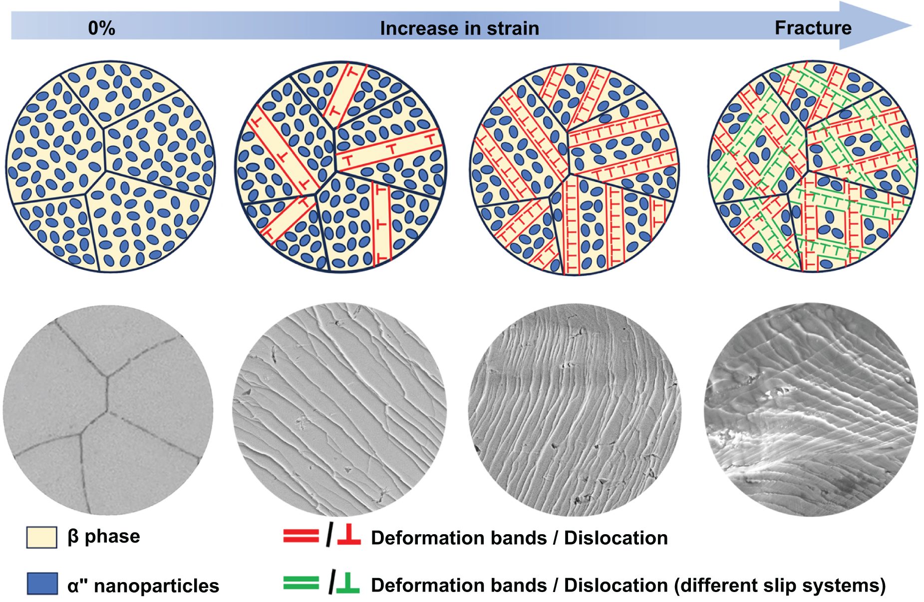 4.1-②専用ページ Thermally-driven equiaxation of columnar grains and α