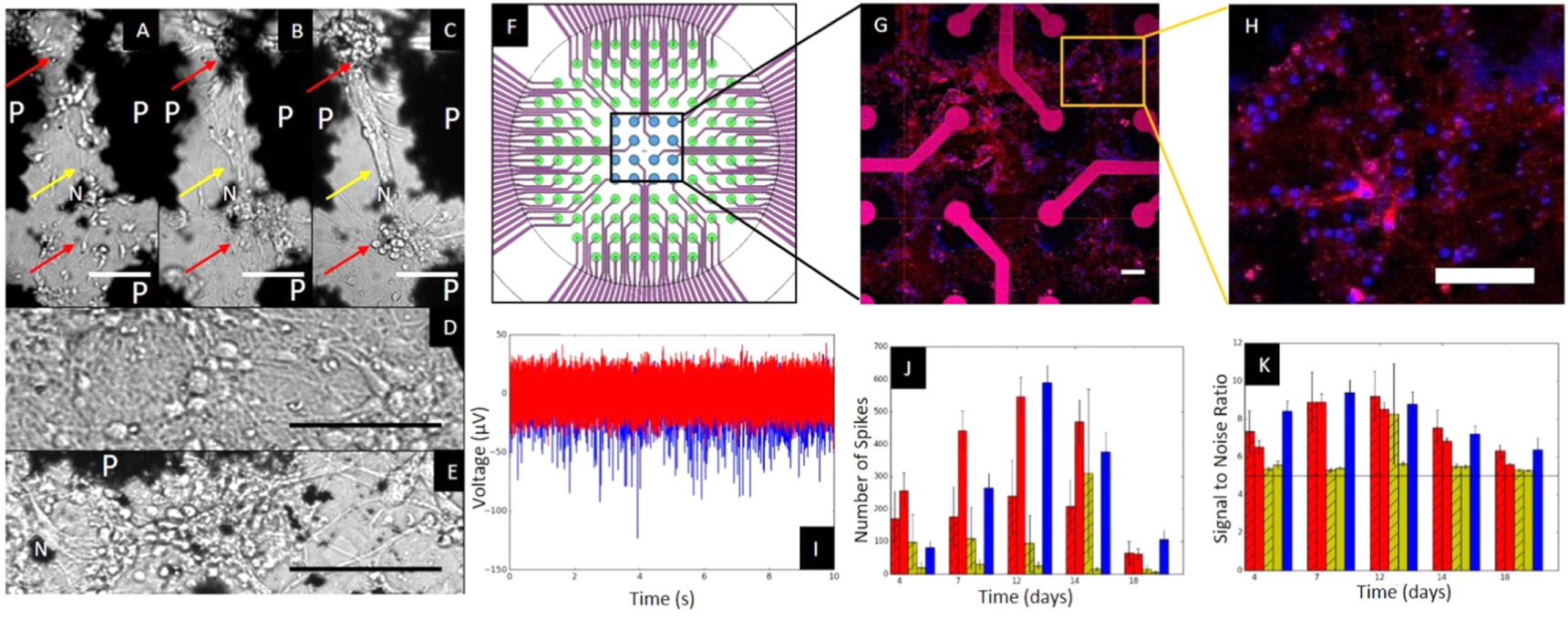 Fabrication and validation of flexible 3D pillar electrodes for neural ...