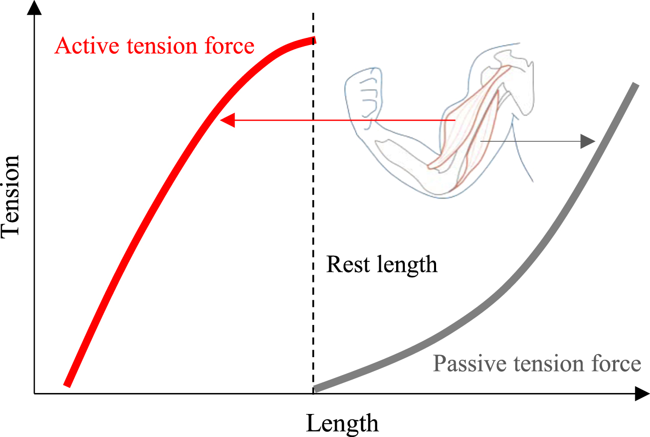 Muscle Rigidity Vector Passively stretchable vacuum-powered artificial muscle with variable ...