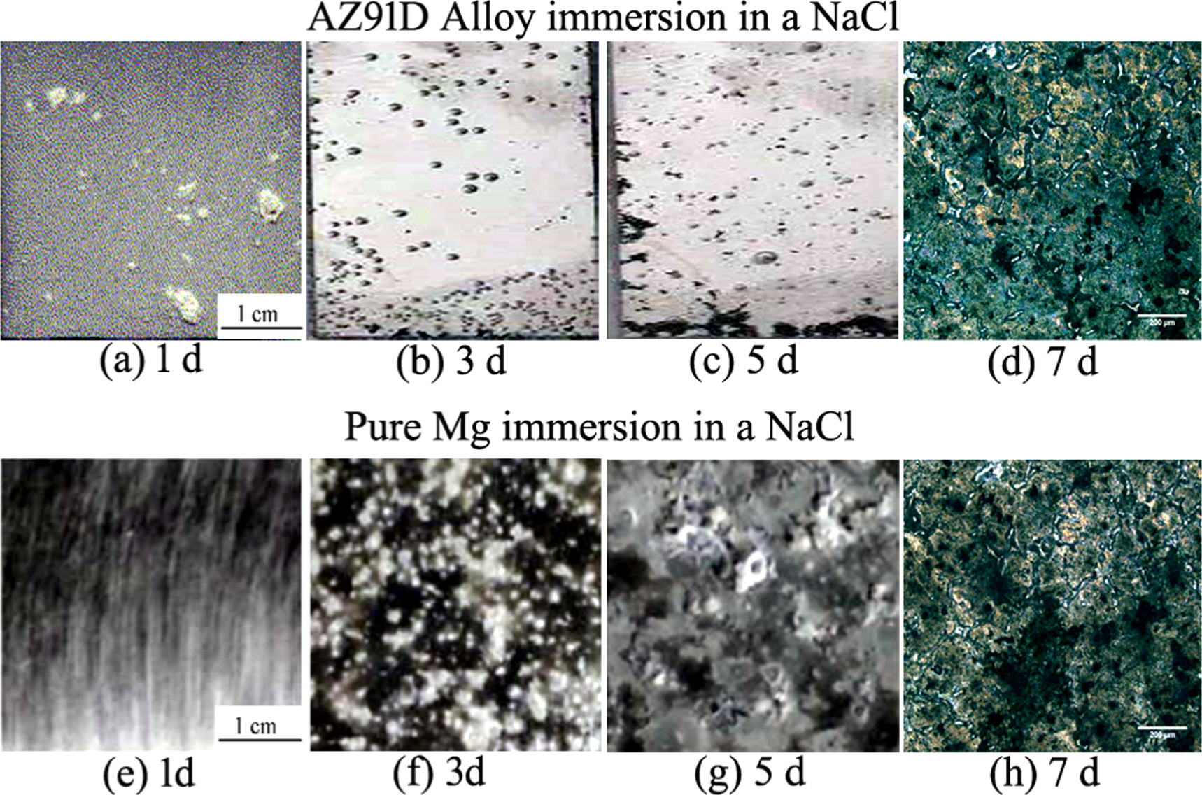 A contrastive characterization of pure Mg and AZ91D alloy based on the ...
