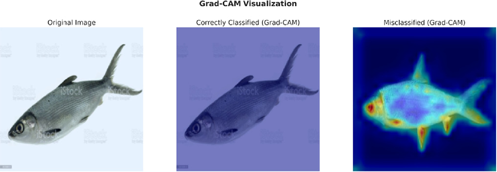 A robust deep learning model for fish image classification - IOPscience