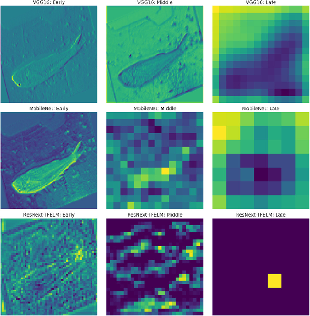 A robust deep learning model for fish image classification - IOPscience