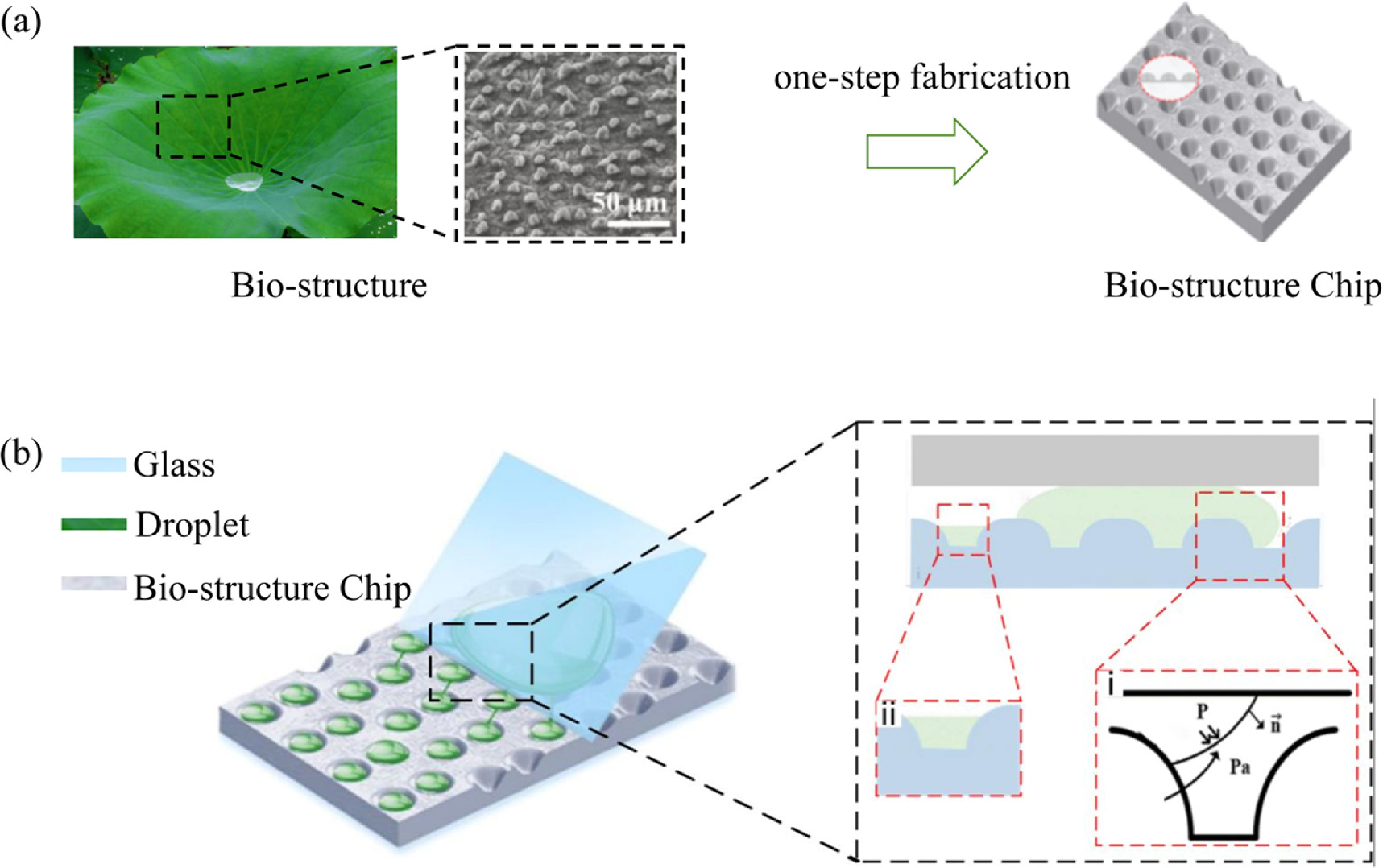 Bioinspired microfluidic chip for fluorescent detection of ultrafast ...