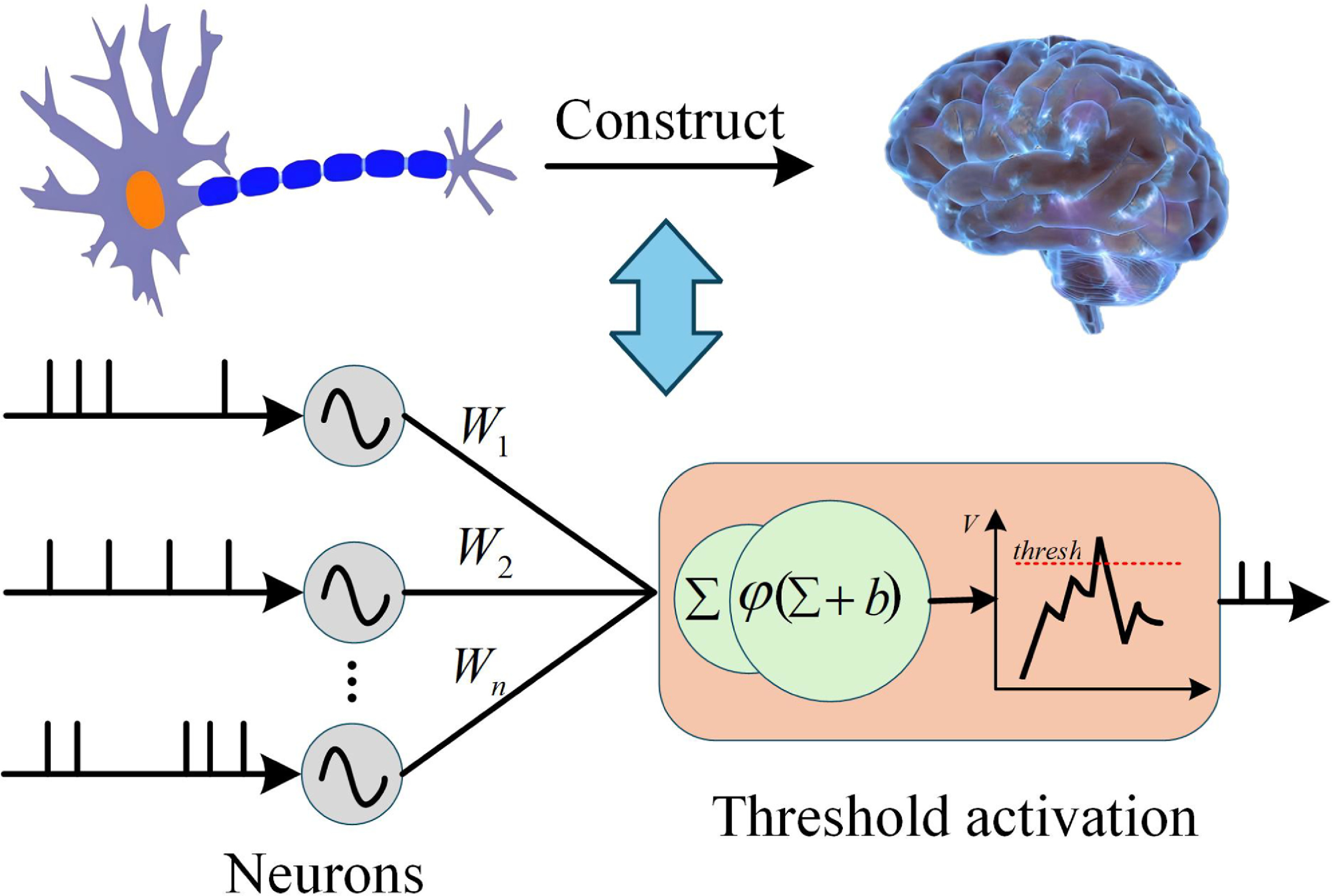 A physically and biologically interpretable spiking neural network ...