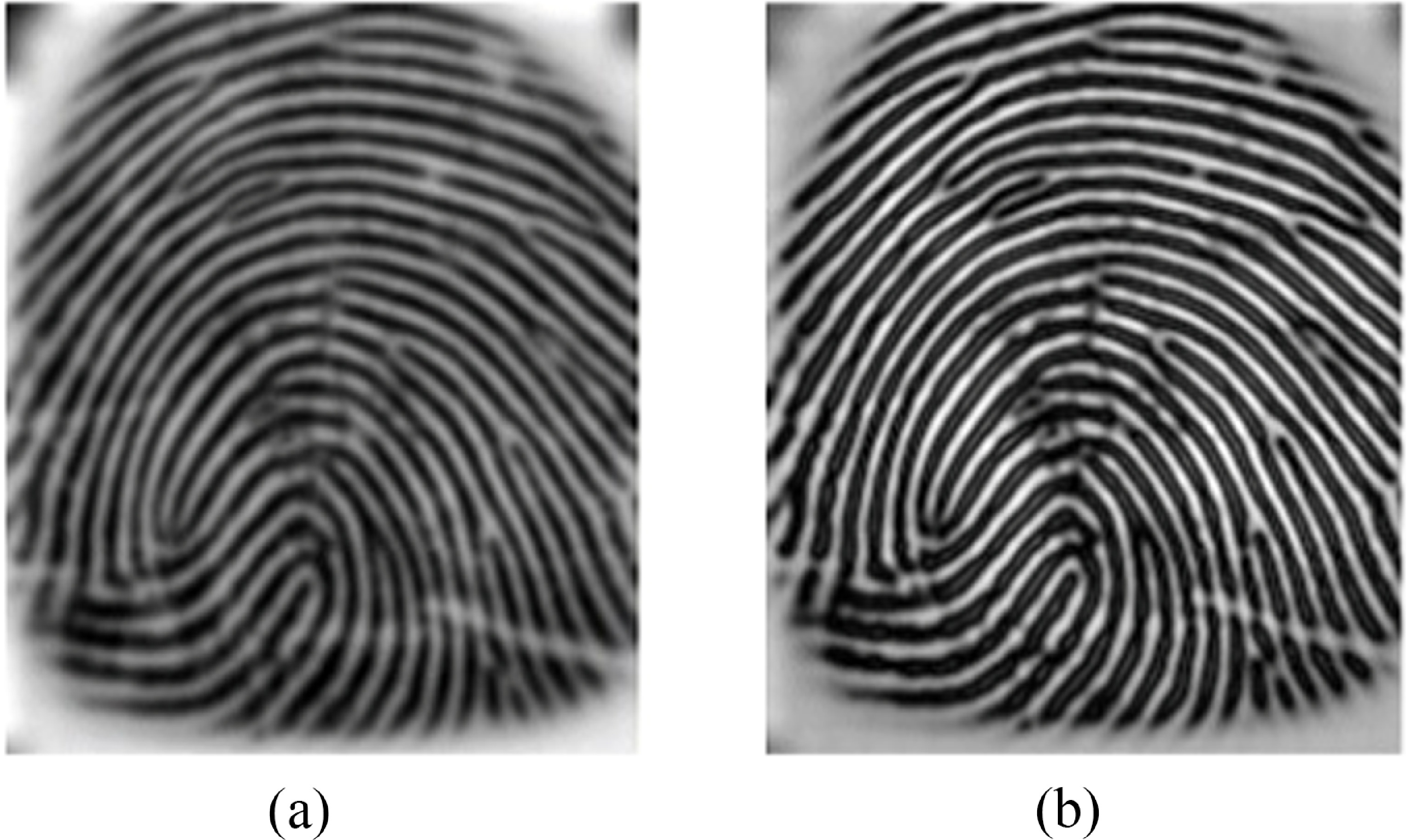 Decoding Fingerprints Fingerprint recognition system using score-level fusion of multi-sensor ...
