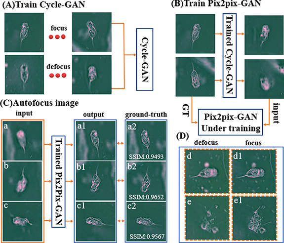 3D positioning and autofocus of the particle field based on the depth ...