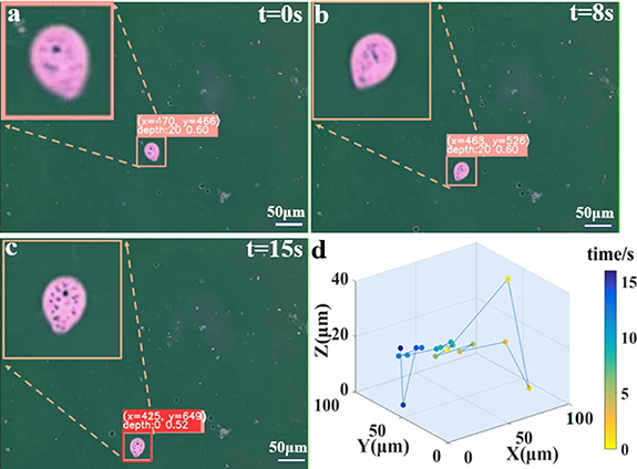 3D positioning and autofocus of the particle field based on the depth ...