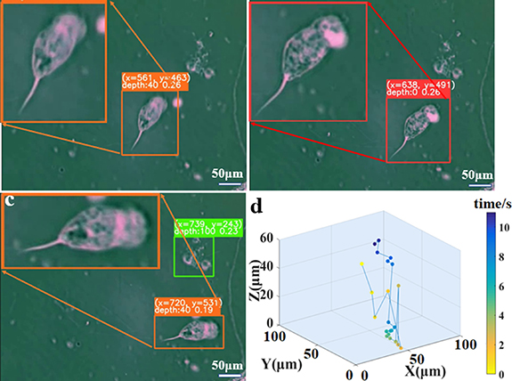 3D positioning and autofocus of the particle field based on the depth ...