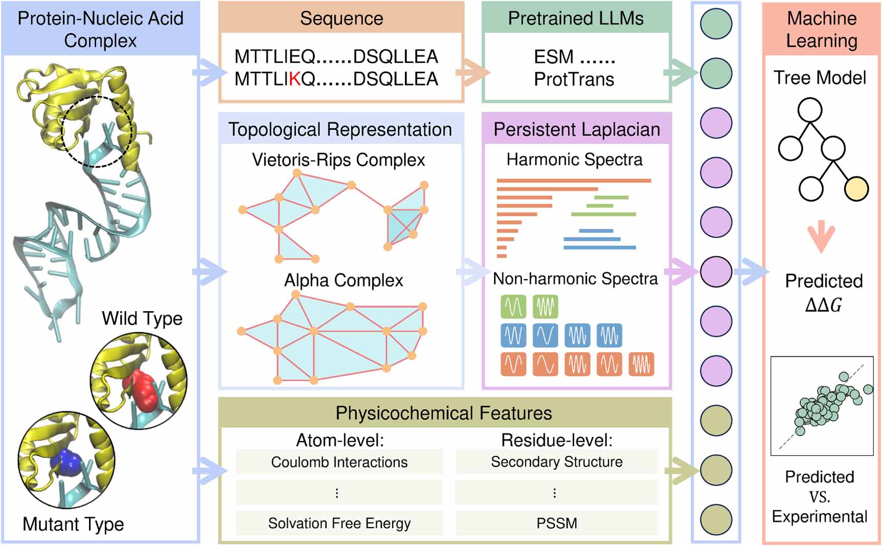 Topological machine learning for protein–nucleic acid binding affinity ...