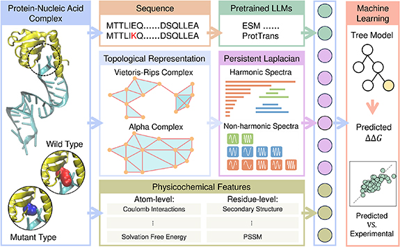 Topological machine learning for protein–nucleic acid binding affinity ...