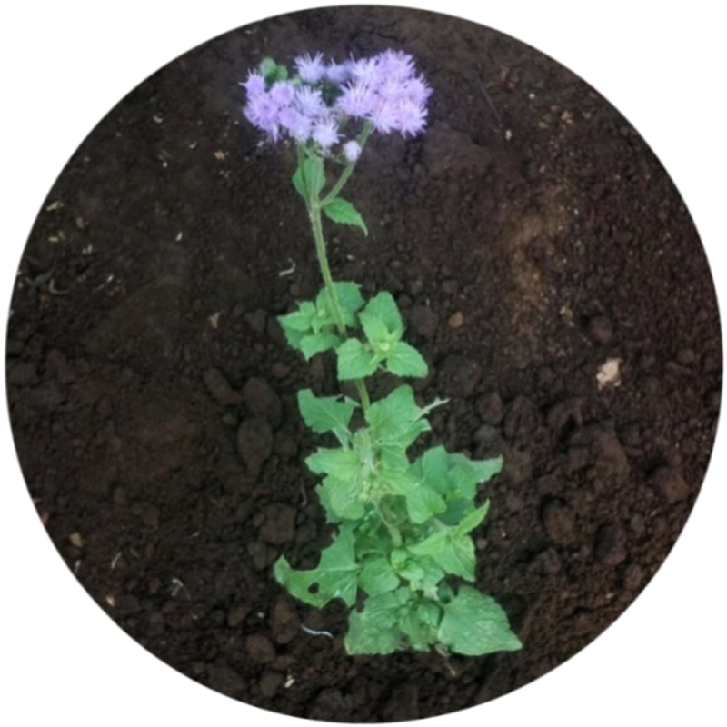 Green synthesis of copper nanoparticles using leaf extract of Ageratum ...