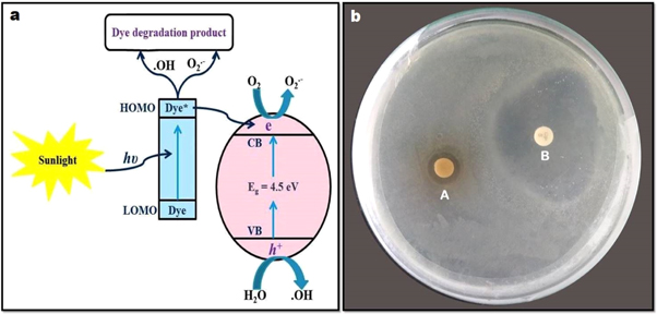 Green synthesis of copper nanoparticles using leaf extract of Ageratum ...