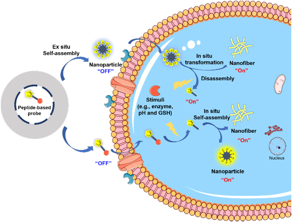 Activatable peptide-based nanoprobes for multimodal imaging in vivo ...