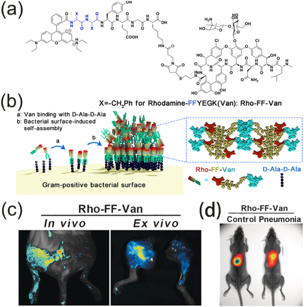 Activatable peptide-based nanoprobes for multimodal imaging in vivo ...