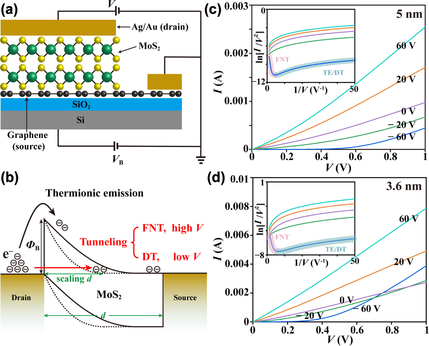 Mechanisms of forward current transport in vertical