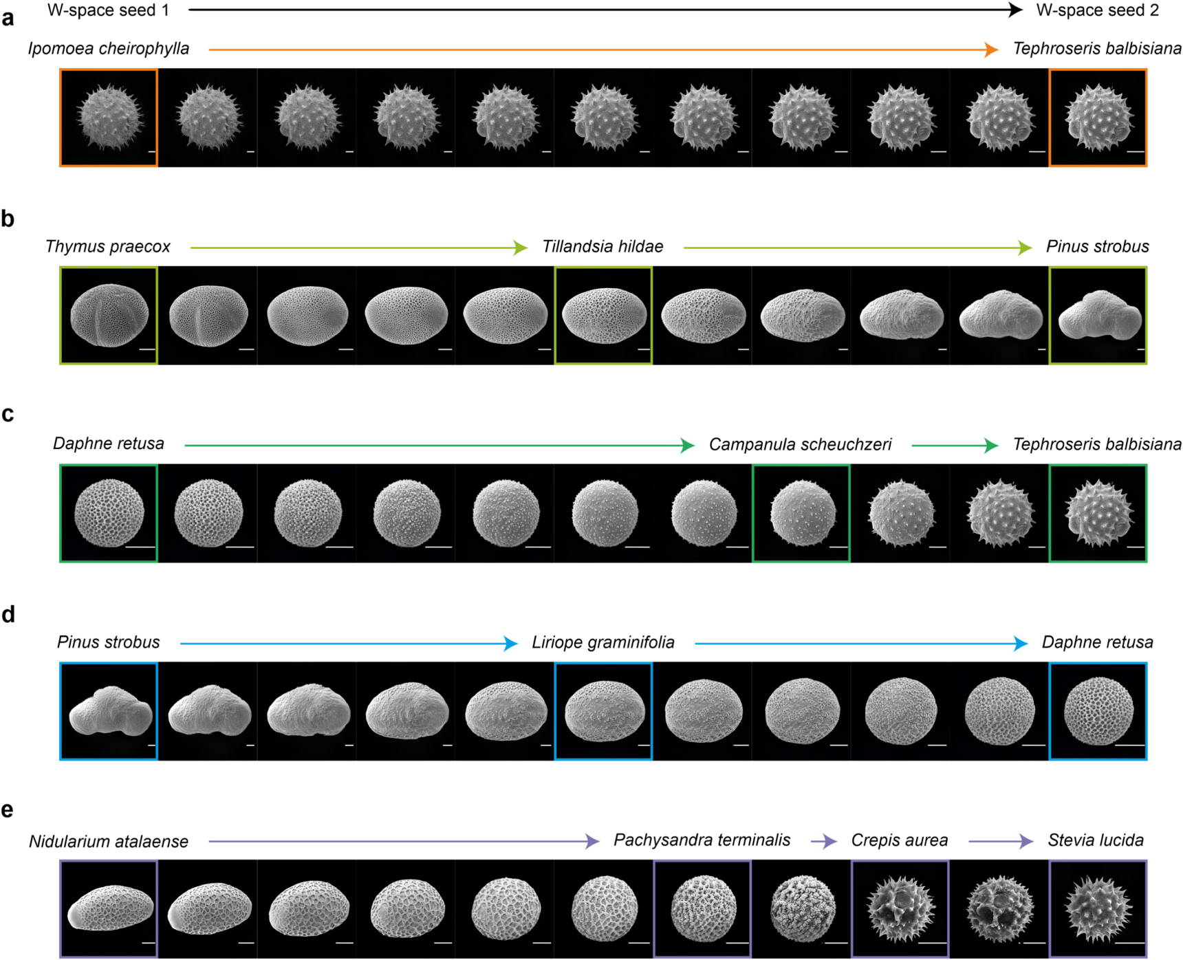 Morphology exploration of pollen using deep learning latent space ...