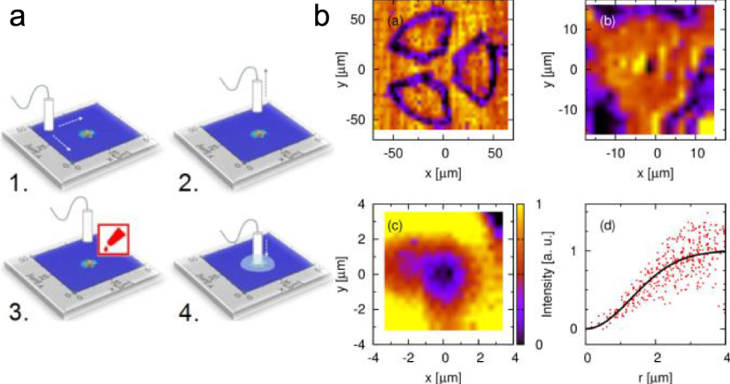 Fiber-coupled quantum light sources based on solid-state quantum ...