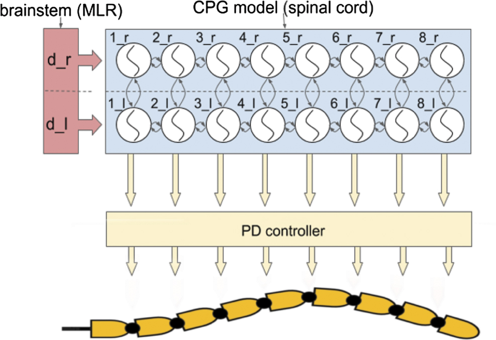 A spiking central pattern generator for the control of a simulated ...
