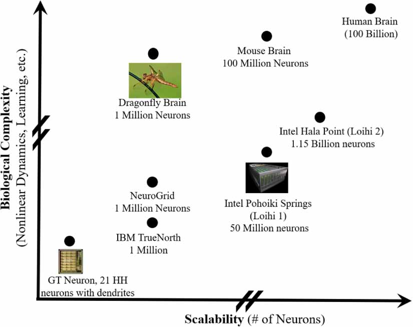 Leveraging dendritic complexity for neuromorphic computing - IOPscience