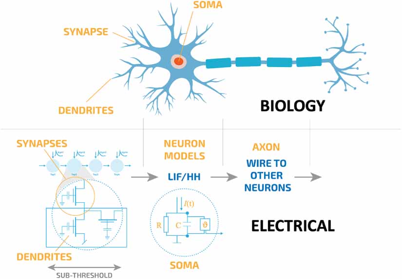 Leveraging dendritic complexity for neuromorphic computing - IOPscience