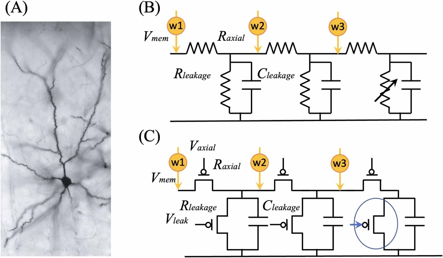 Leveraging dendritic complexity for neuromorphic computing - IOPscience