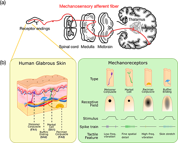 Neuromorphic touch for robotics—a review - IOPscience