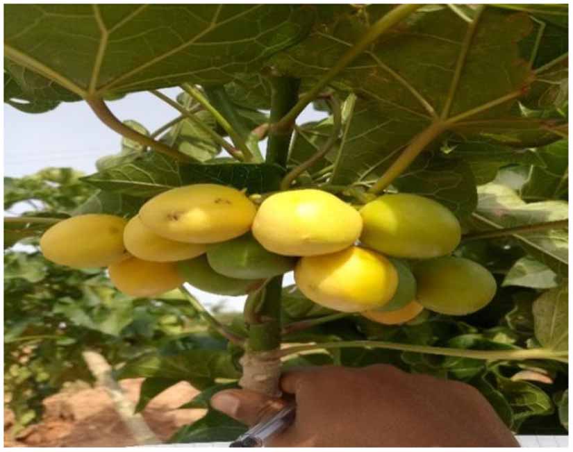 Exploring communities’ utilization of Jatropha based biofuels to ...