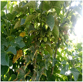 Exploring communities’ utilization of Jatropha based biofuels to ...