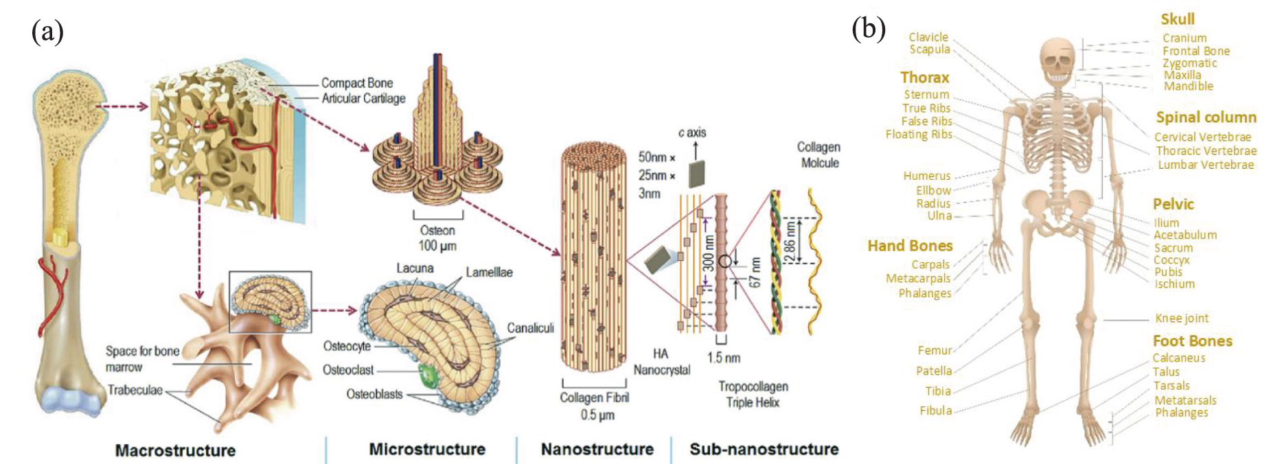 Overview of porous magnesium-based scaffolds: development, properties ...