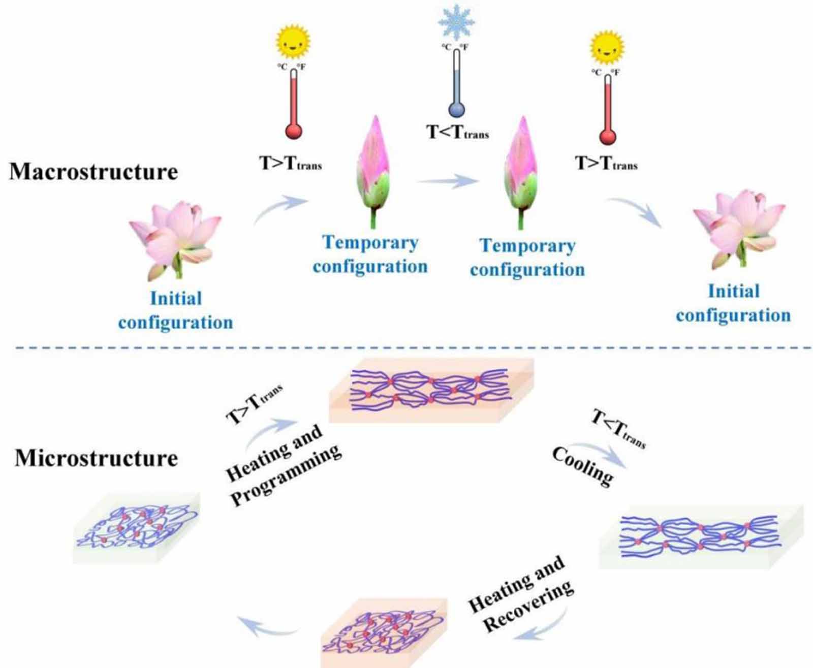 Dynamically customizable 4D printed shape memory polymer biomedical ...