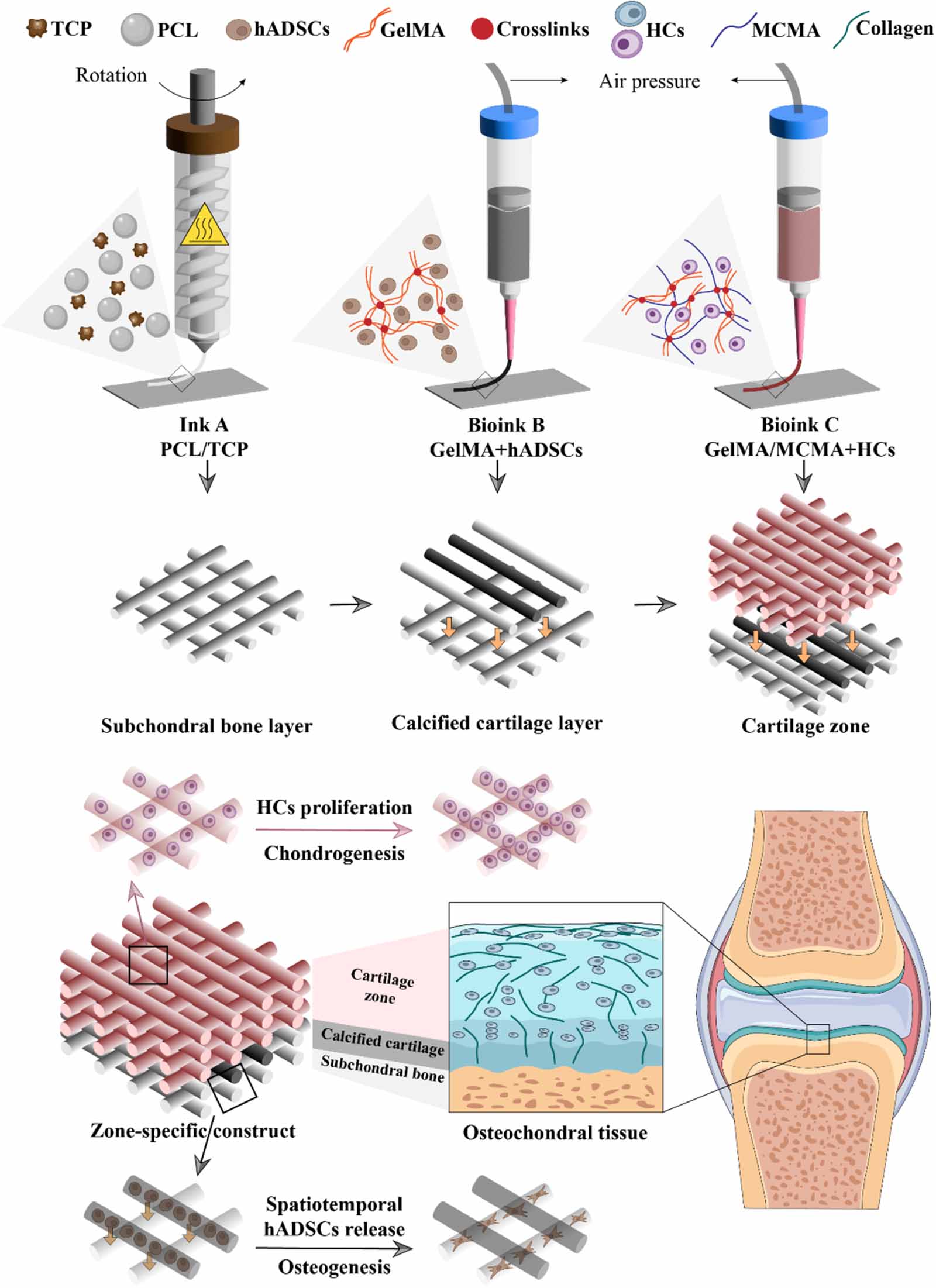 An integrated hybrid 3D bioprinting of heterogeneous and zone-specific ...