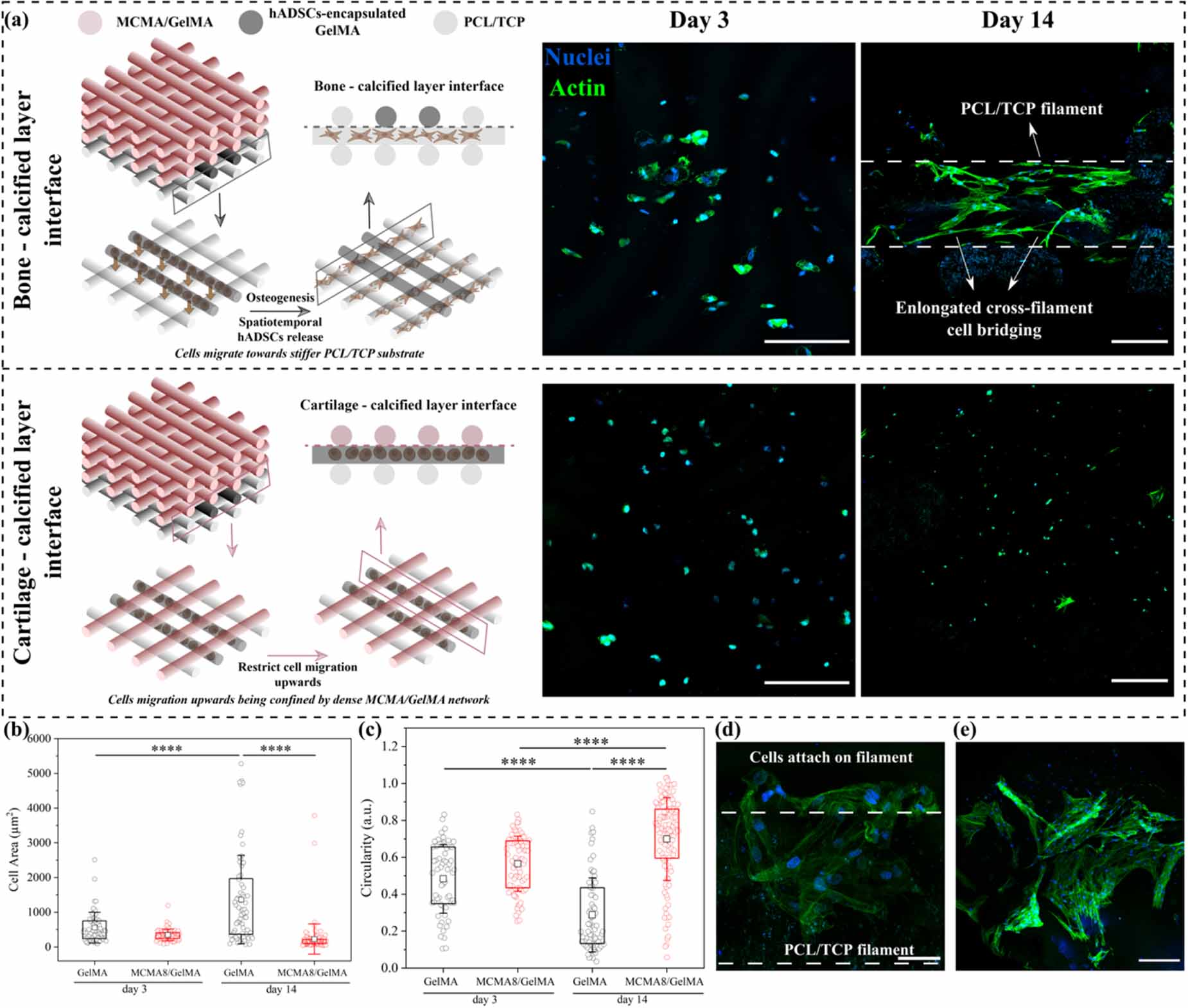 An integrated hybrid 3D bioprinting of heterogeneous and zone-specific ...