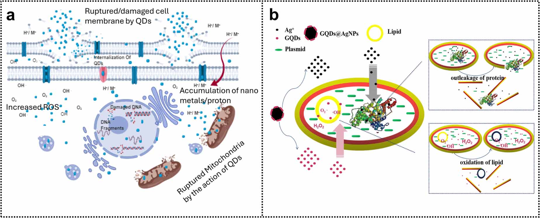 Harnessing the potential of graphene quantum dots in emerging ...