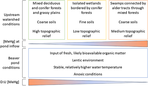 Landscape characteristics govern the impacts of beaver ponds on surface ...