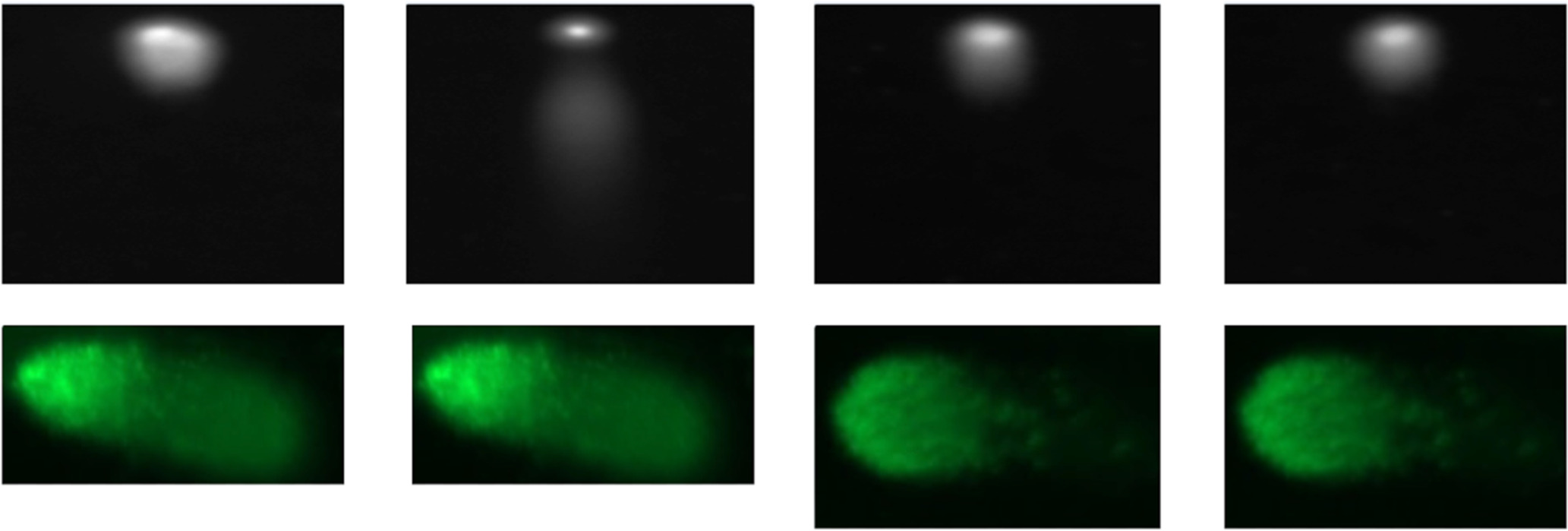 Automated Quantification of DNA Damage Using Deep Learning and Use of ...