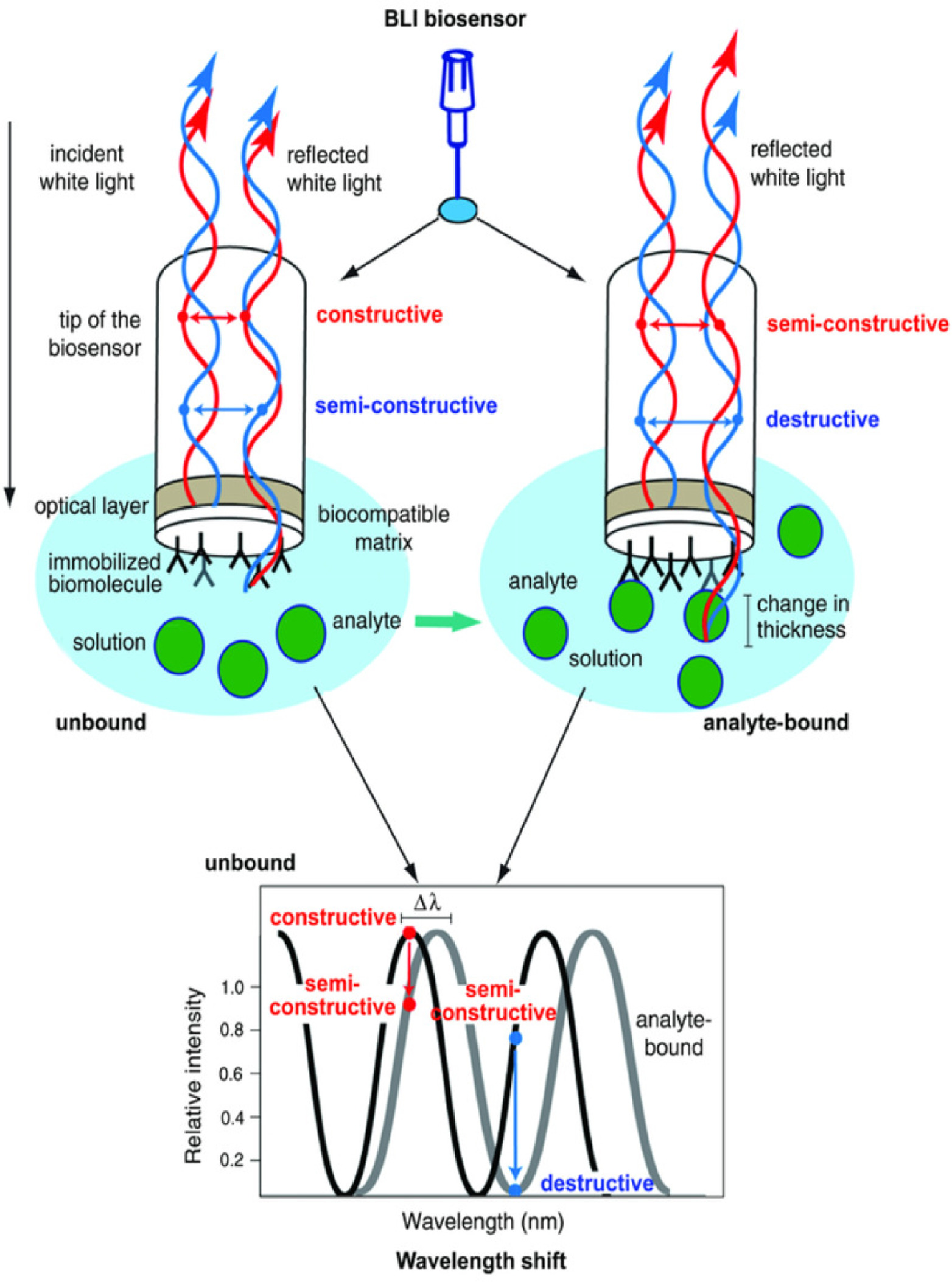 Cage-Like Proteins: Self-Assembling Scaffolds for Enhanced Biosensor ...